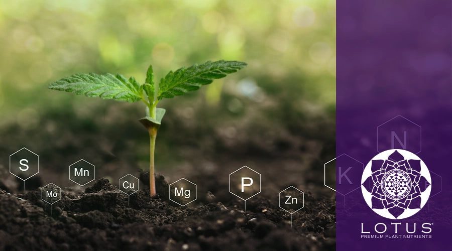 Plant Food vs Fertilizer Understanding the Differences