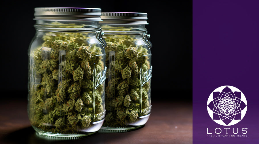 How to Dry Weed: Best Practices for Quality and Potency