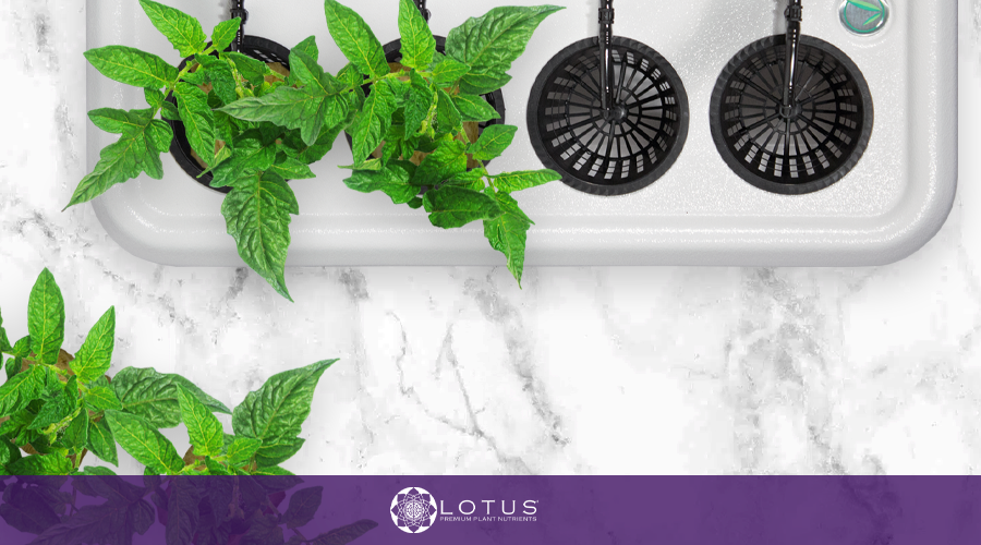 Choosing the Best Hydroponic System for Growing Cannabis
