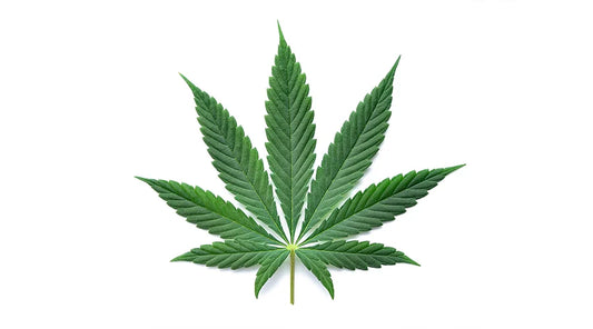 The Importance of Cannabis Leaves: Your Complete Guide to Healthy Cannabis Growth