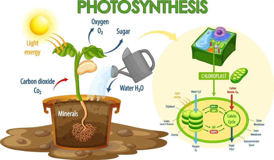 What Part of the Plant Produces Food for the Plant?