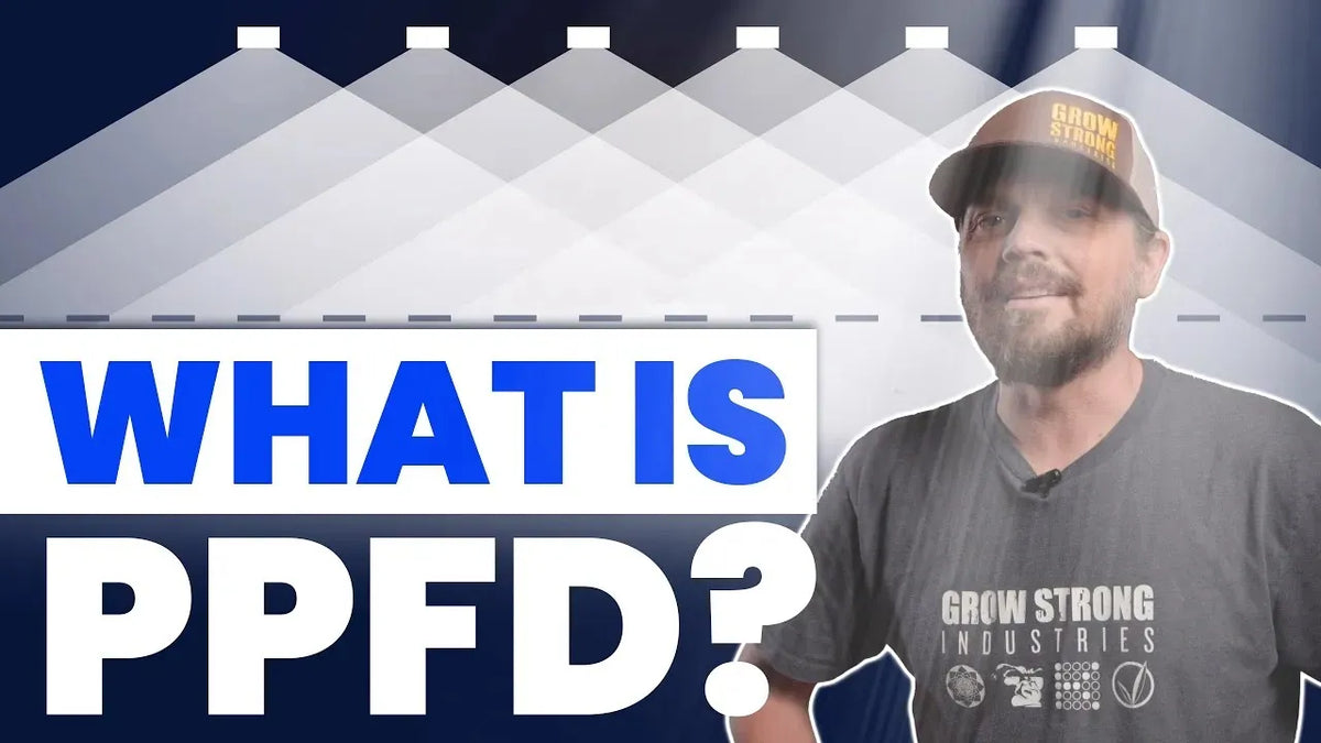 Understanding PPFD for Cannabis Seedlings Optimizing Light for Strong