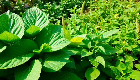 What is the Function of Iron for Plants?