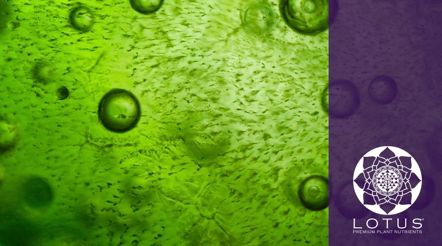 Benefits of Using Liquid Algae for Your Cannabis Plants