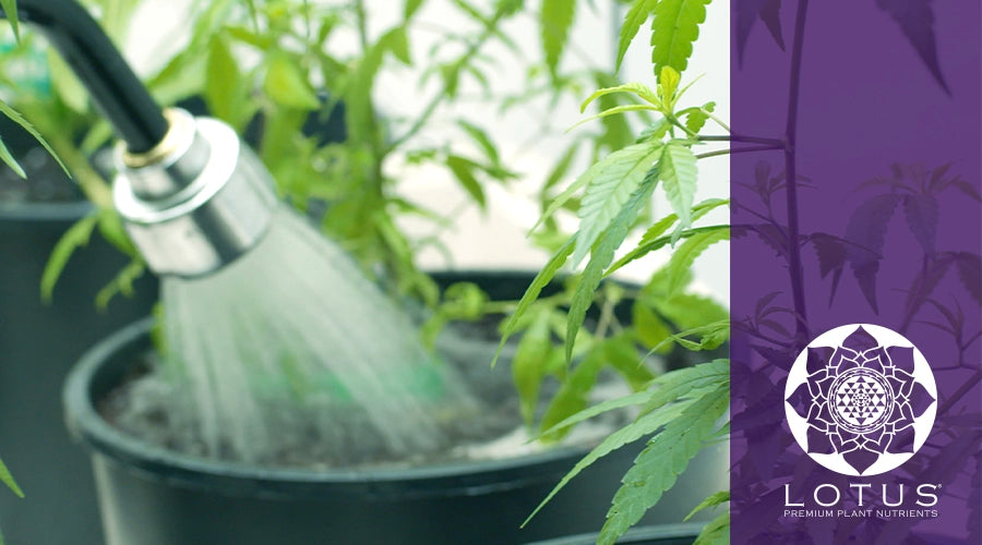 The Benefits of Using Liquid Nutrients for Your Weed