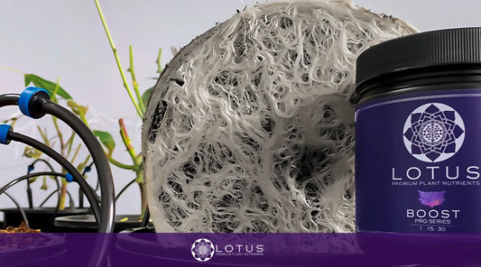 Benefits of Using Useful Mushrooms in Cannabis Plant Nutrition