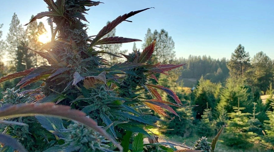 The 5 Things You Need to Grow Weed Outdoors
