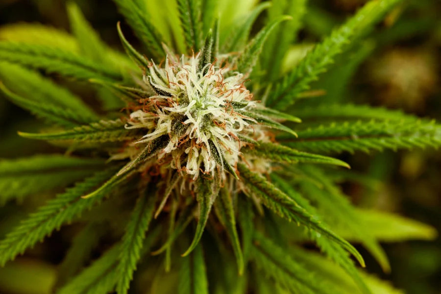 Cannabis Bud Rot: Complete Prevention & Treatment Guide 2025