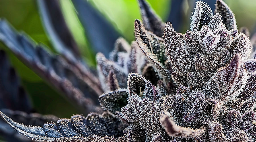 The Complexities of Cannabis Flower