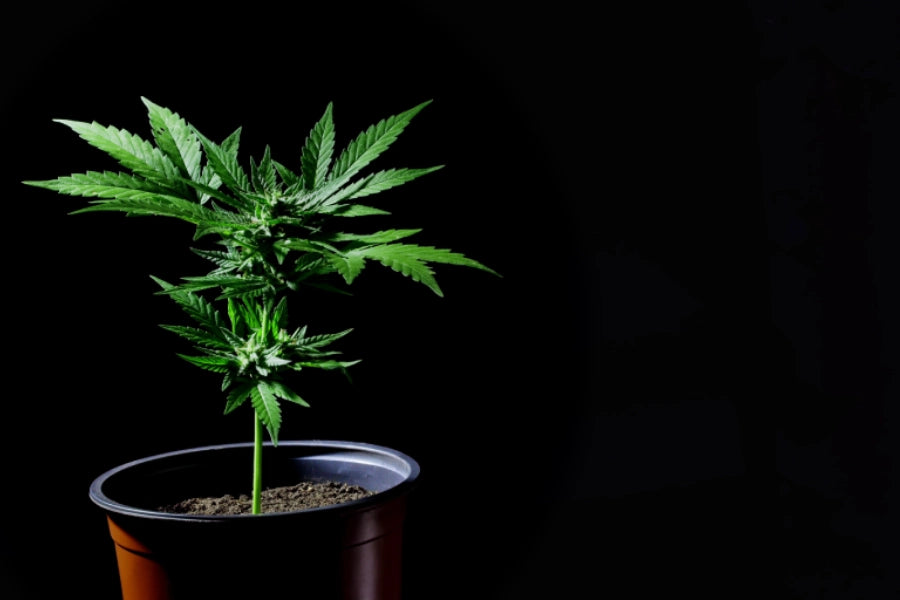 Cannabis Ruderalis: Characteristics, Growing Tips