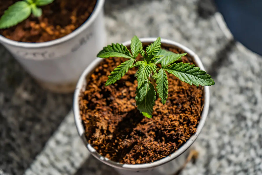 How to Care for Cannabis Seedlings: A Beginner’s Guide