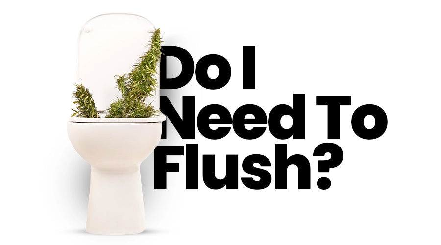 Do I need to flush my cannabis plants?