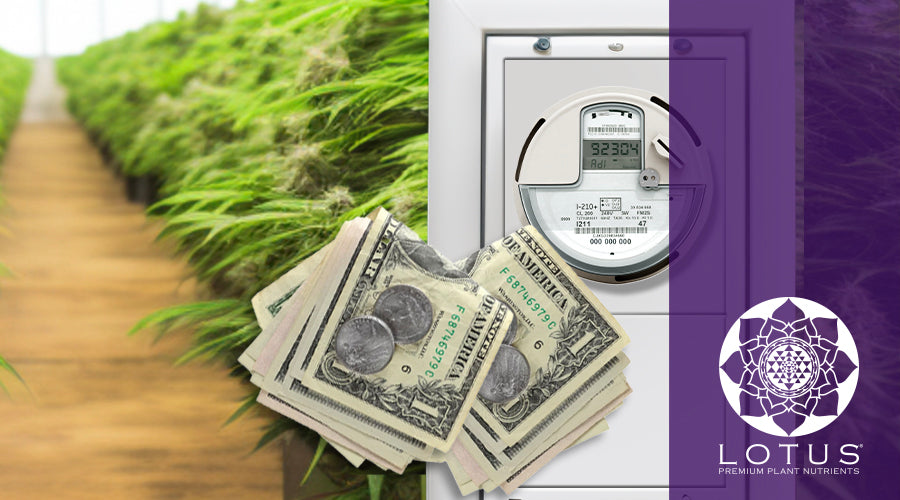 Cannabis Growing Guide