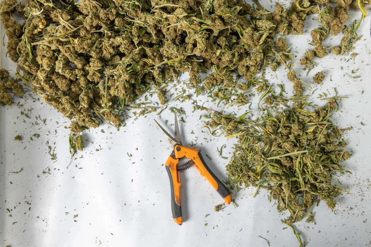 How to Dry Weed: A Step-by-Step Guide to Perfectly Cured Cannabis