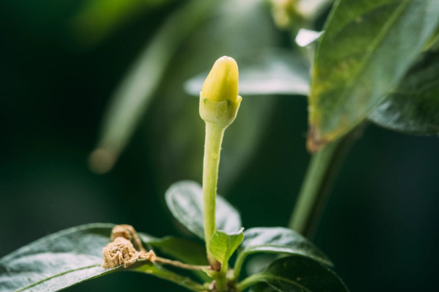 Early Signs of Male Plant: Identifying Male Cannabis Plants Early