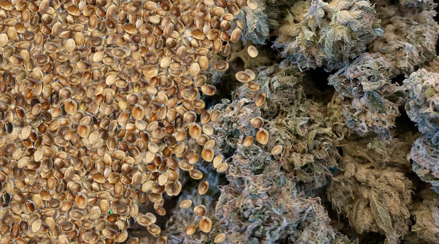 From Seed to Harvest: Understanding the Cannabis Growing Stages