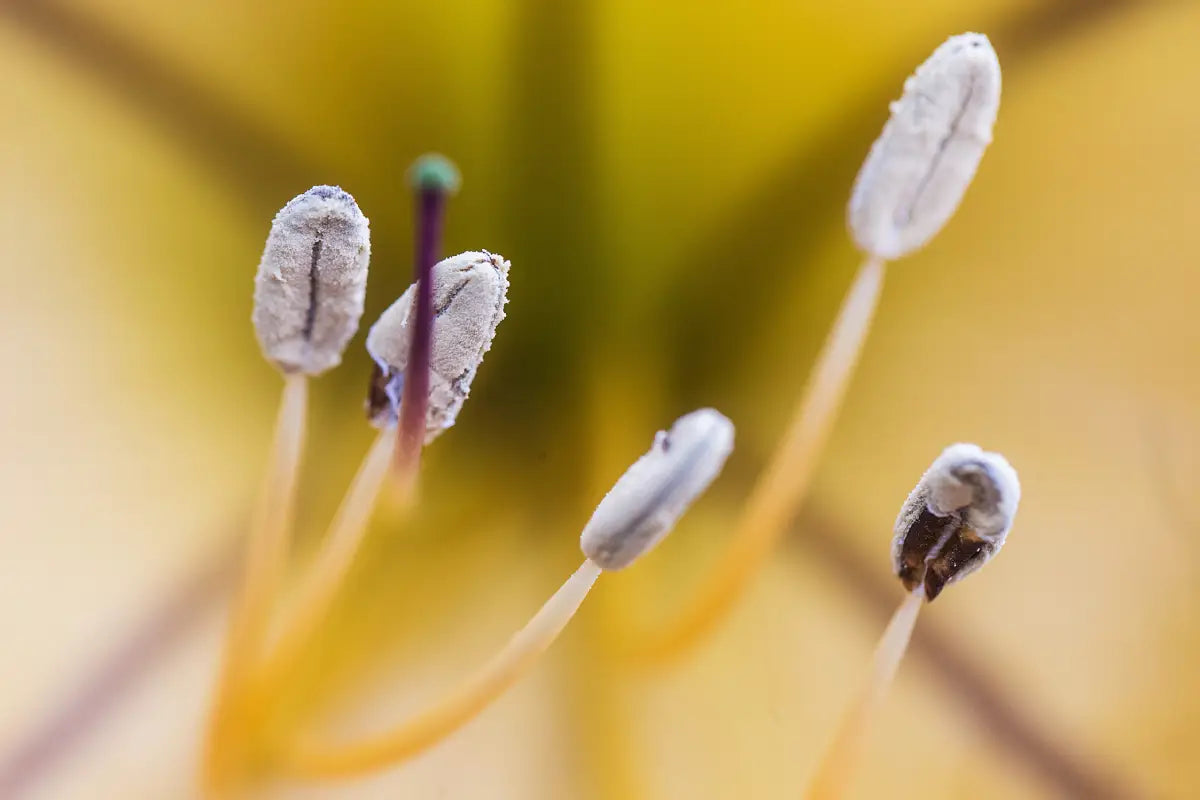 How to Germinate Weed Seeds: Step-by-Step Guide for Beginners