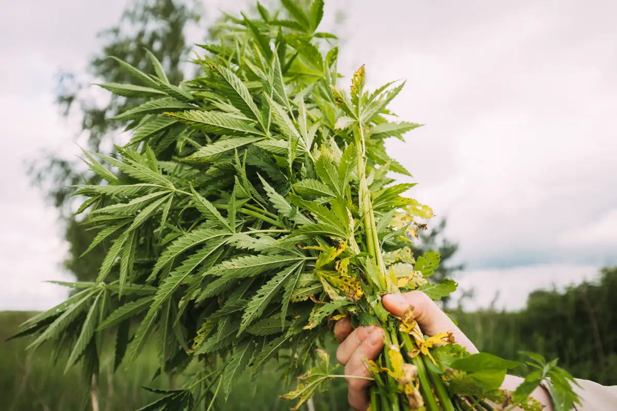 When to Harvest Cannabis: A Complete Guide to Picking the Perfect Time