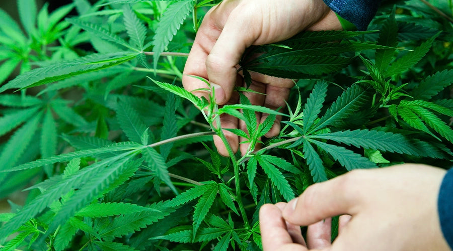 How Long Does Growing Weed Take?