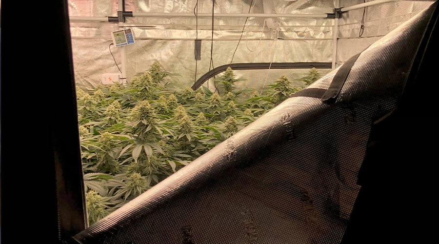 How Tall Does a Cannabis Plant Grow