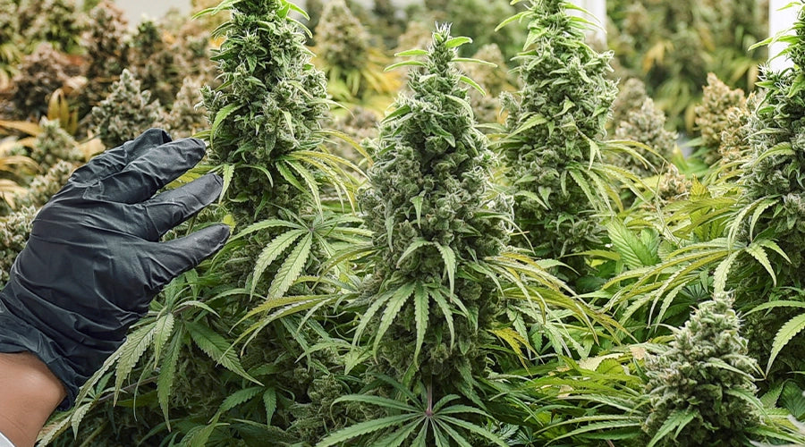 How to Grow Huge Cannabis Cola?