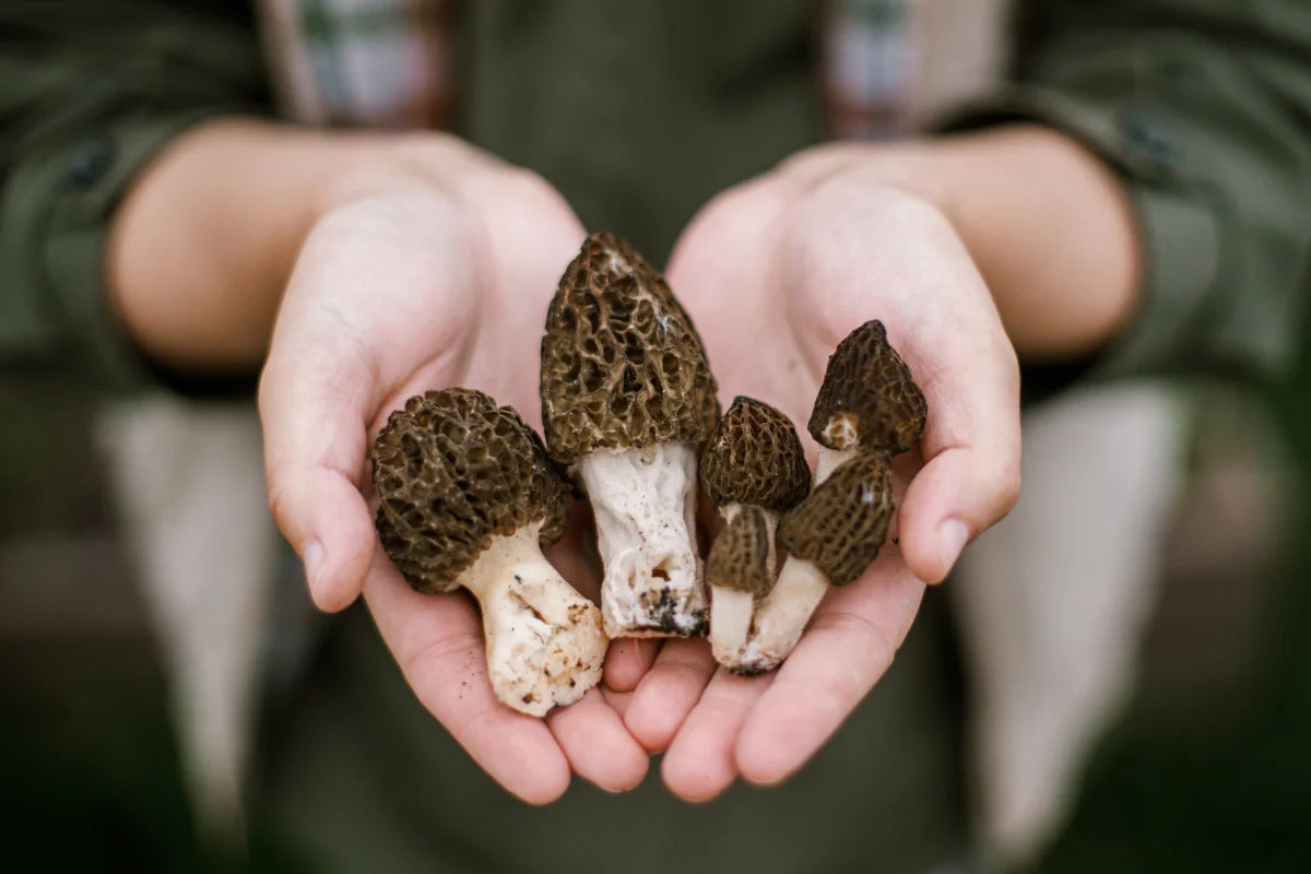 How to Grow Morel Mushrooms: Step-by-Step Guide for Beginners