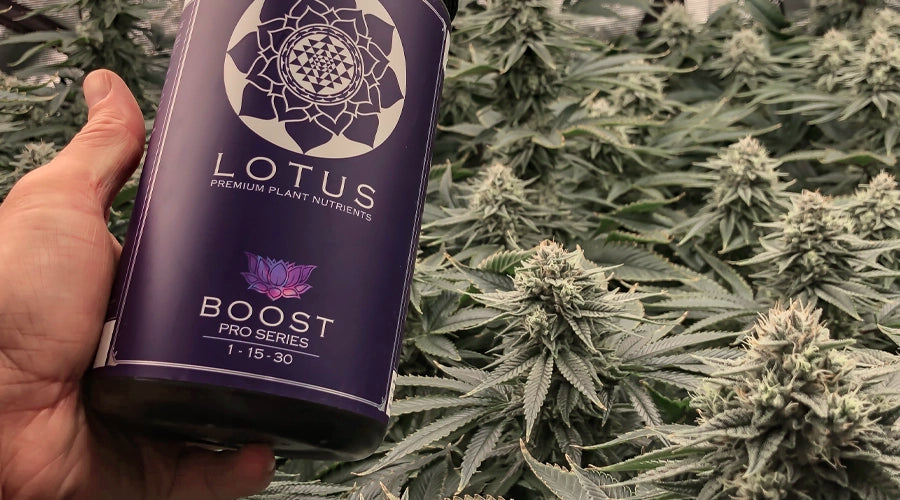 How to Use Nutrient Boosters to Maximize Your Cannabis Yield