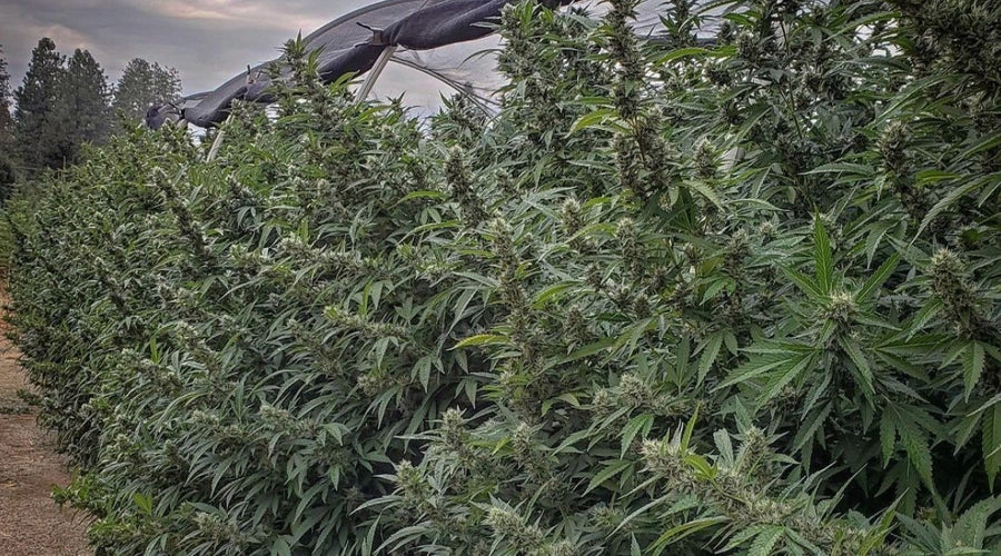 How to increase your Outdoor Cannabis Yield?