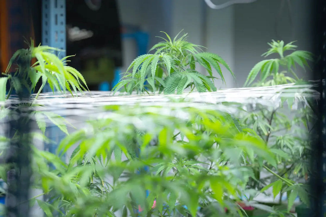 Hydroponics Marijuana: A Complete Guide to Growing Cannabis without Soil