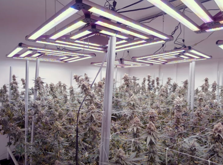 The Optimal Distance Between LED Grow Lights and Plants