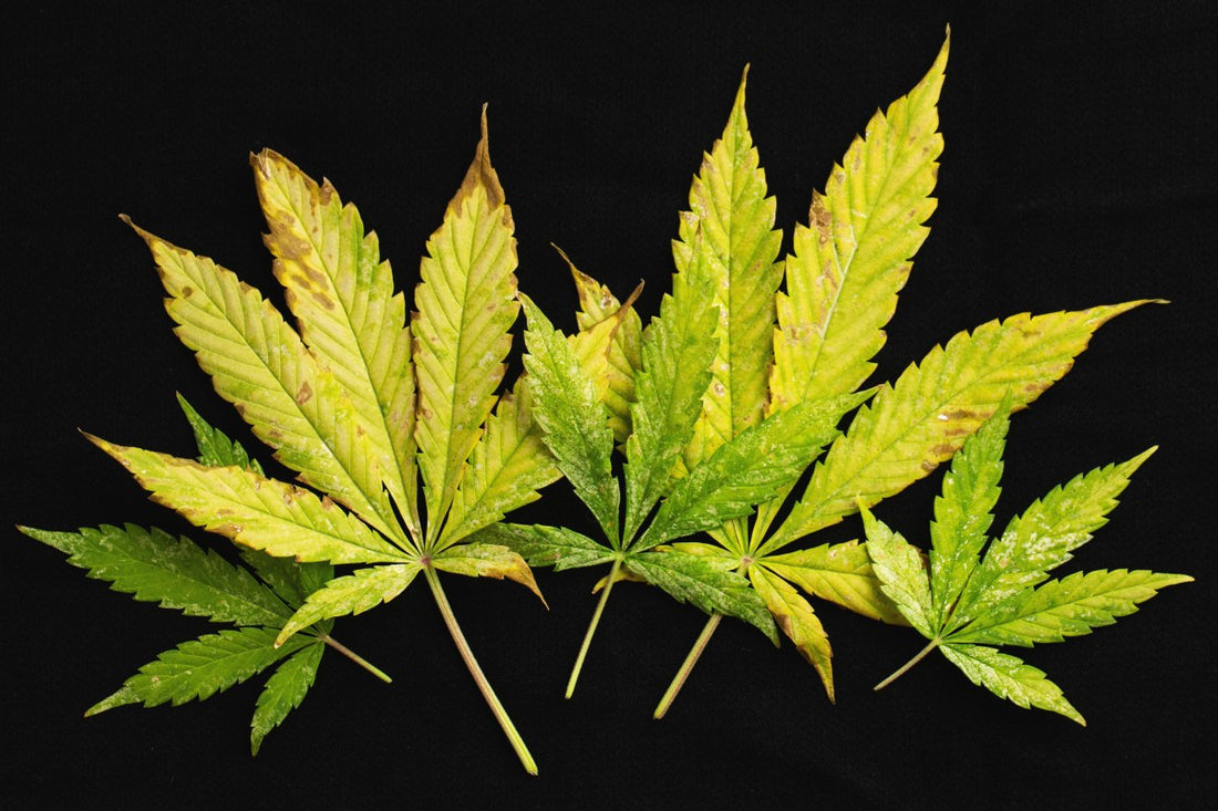 Cannabis Leaves Curling Up: Causes and Solutions