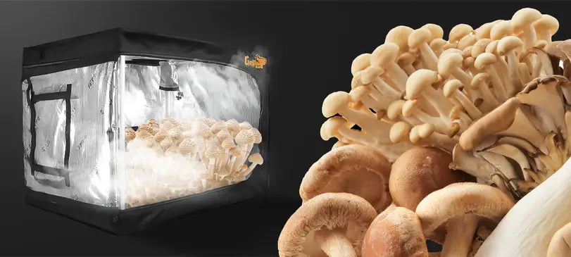 Magic Mushroom Grow Kits: A Beginner's Guide to Growing