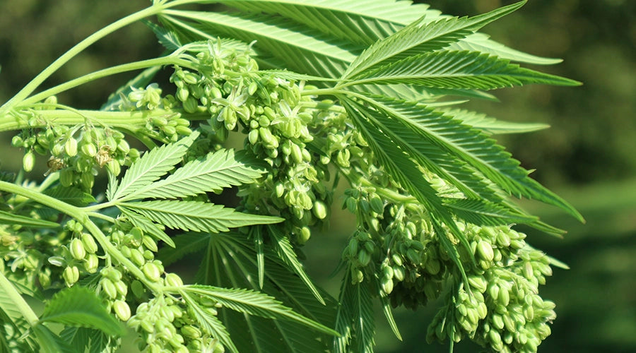 The Male Cannabis Plant: A Comprehensive Guide to its Biology and Uses