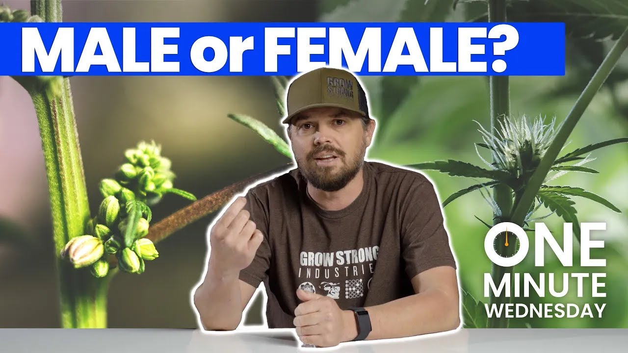 Early Signs of a Female Plant: How to Identify Female Cannabis Plants