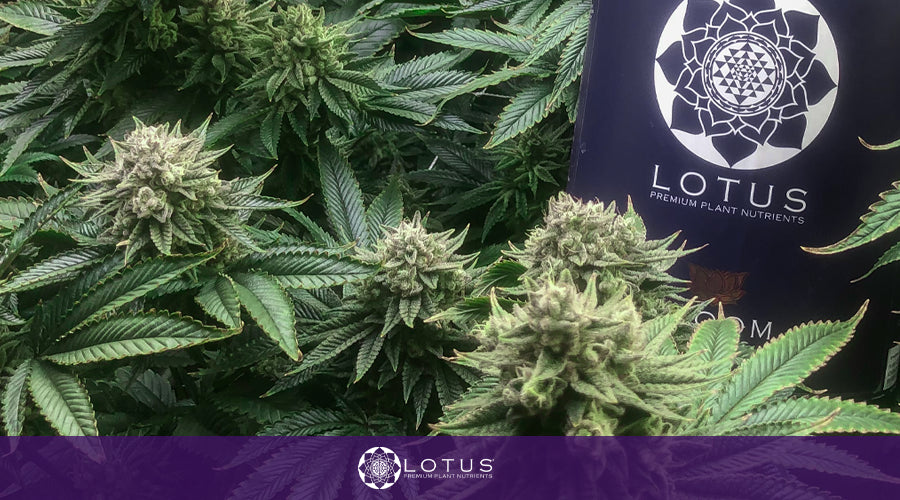 Maximizing Cannabis Growth with an Optimal Hydroponic Nutrient Solution
