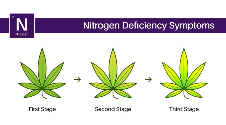 The Top 5 Nutrient Deficiencies in Cannabis Plants and How to Fix Them
