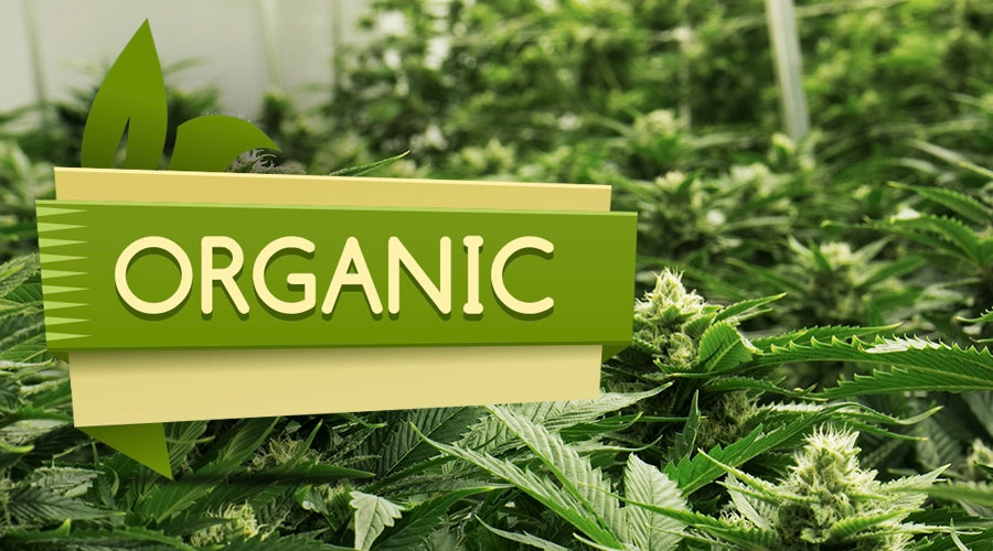 Benefits of Using Organic Plant Foods for Your Marijuana