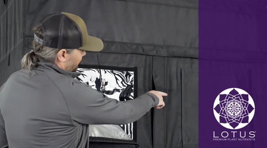 Setting Up Your Cannabis Grow Tent Like a Pro