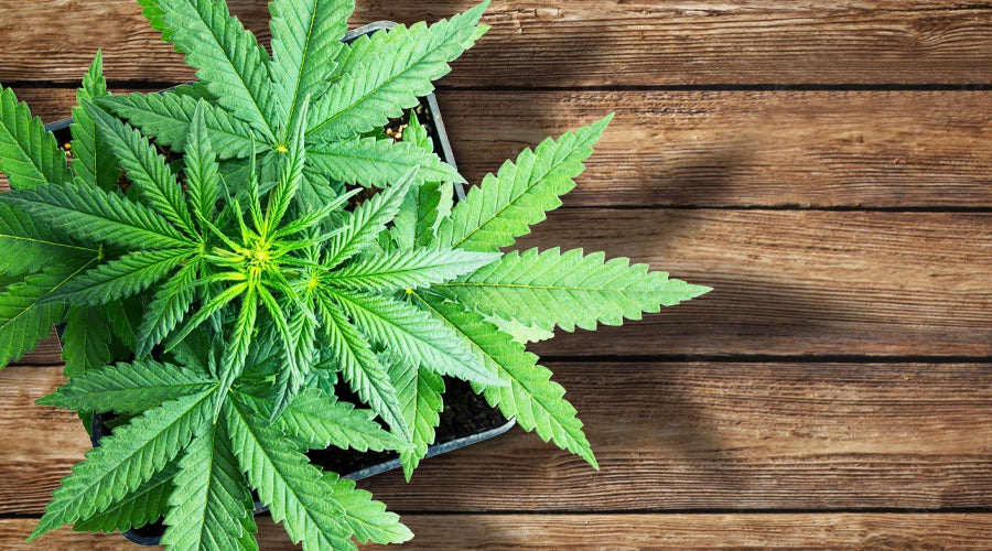 Starting Small: How to Grow Your First Cannabis Plant at Home