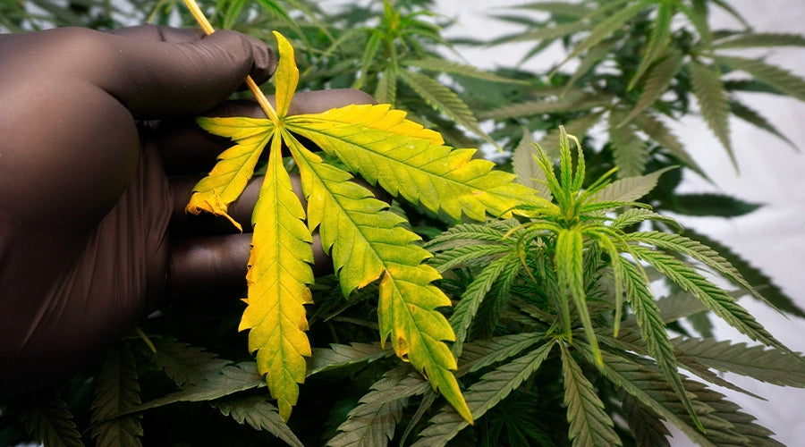 Symptoms of Nutrient Burn in Cannabis Plants