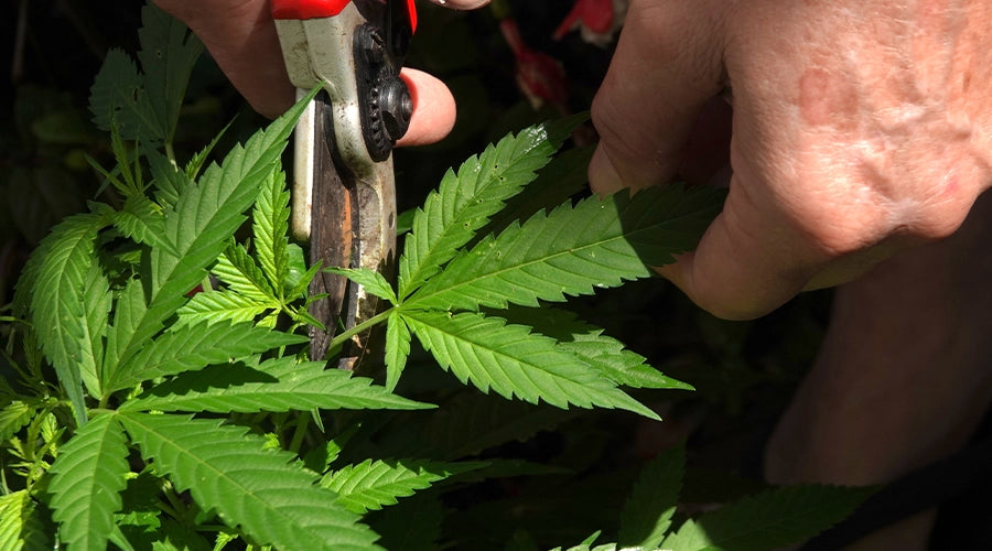 Maximizing Your Cannabis Plant's Yield: The Benefits of Topping Techniques