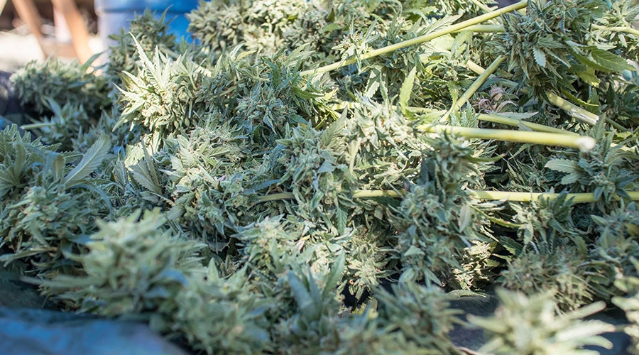 The perfect timing for harvesting your cannabis plants