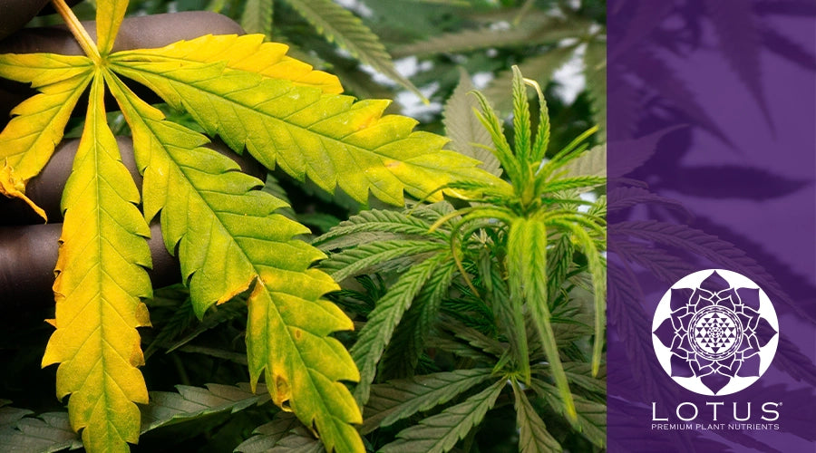 The Top 5 Reasons Your Cannabis Plants Are Turning Yellow and How to Fix It
