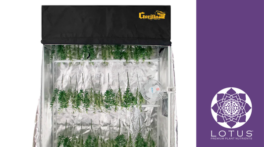 The Ultimate Guide to Cannabis Drying Tents