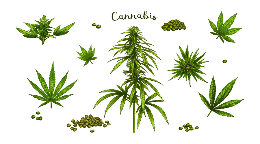Understanding the Anatomy of a Cannabis Plant: Leaf, Stem, and More