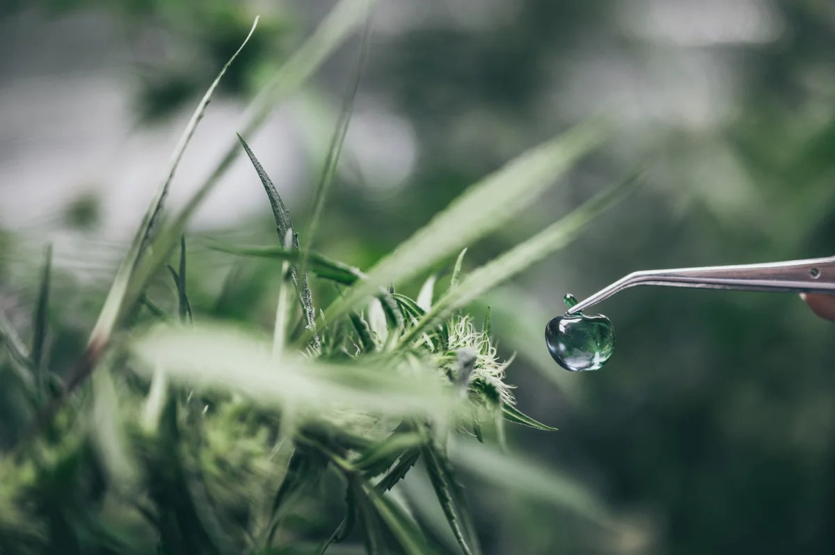 Water Curing Cannabis: How to Get Cleaner and Smoother Buds