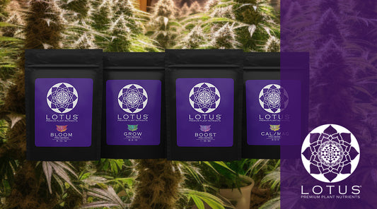 What is the Best Nutrition for Cannabis Plants?