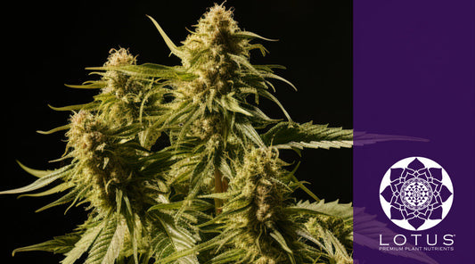 What Nutrient is Best for Flowering? Your Complete Guide to Bloom Nutrition