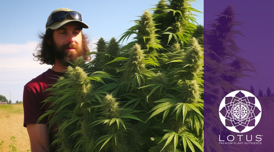 What nutrient makes cannabis buds bigger?