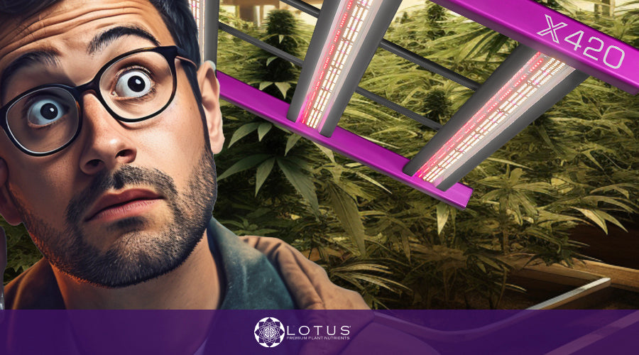 What type of light is best for growing plants indoors?